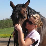 Svensk Varmblod Dunavár W