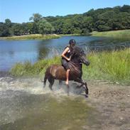 Islænder * Kólga Fra Ùtvik *