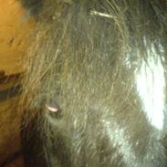 Islænder * Kólga Fra Ùtvik *