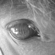 Islænder * Kólga Fra Ùtvik *