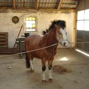 Welsh Mountain (sec A) Kusak<'3<'3