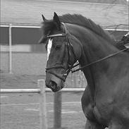 Dansk Varmblod Jasmin Ask