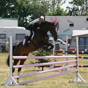 Dansk Varmblod Jasmin Ask