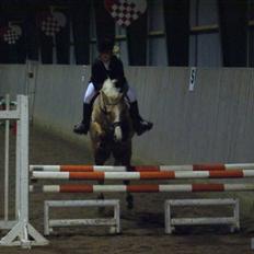 Hollandsk Sportspony Maroeska P