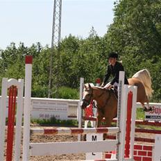 Hollandsk Sportspony Maroeska P