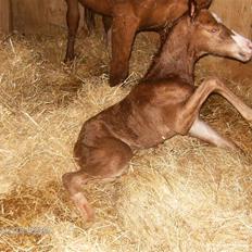 DSP ahorns dress code