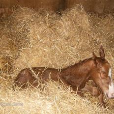 DSP ahorns dress code