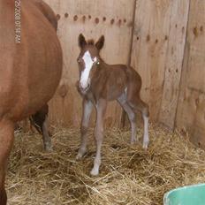 DSP ahorns dress code