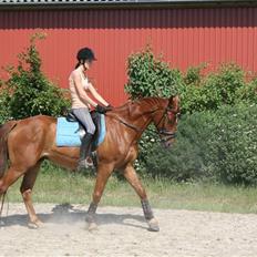 Polsk Varmblod Nadir Solgt