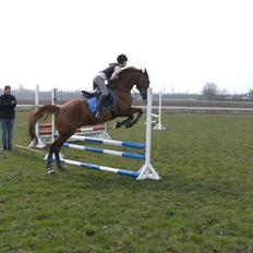 Polsk Varmblod Nadir Solgt