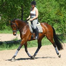 Dansk Varmblod Heinsgårdens Lavita RDH