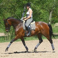Dansk Varmblod Heinsgårdens Lavita RDH