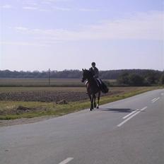 Dansk Varmblod Herkules (Filur)