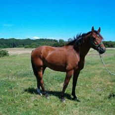 Dansk Varmblod Herkules (Filur)