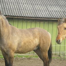 Anden særlig race Jannerupgård's Felix <3