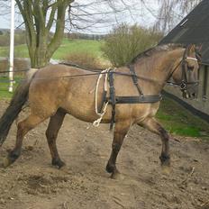 Anden særlig race Jannerupgård's Felix <3