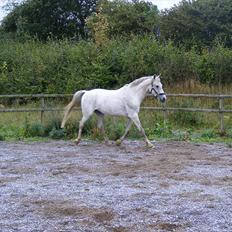 Anden særlig race Korshøjgaards Tjalfe