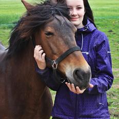 Hollandsk Sportspony | Selena