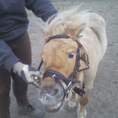 Shetlænder Little Golden Dream †