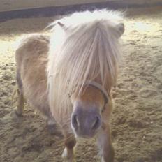 Shetlænder Little Golden Dream †