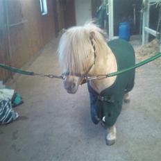 Shetlænder Little Golden Dream †