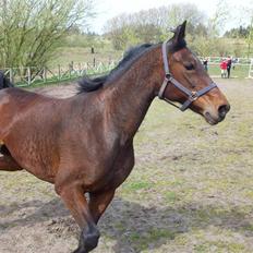 Traver **-<3Elli Star<3-**