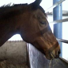 Traver **-<3Elli Star<3-**