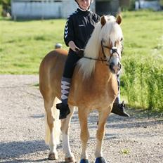 Tyroler Haflinger Story