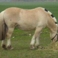 Fjordhest Laban