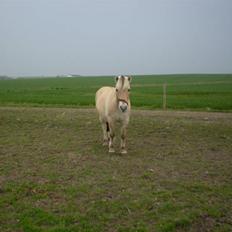 Fjordhest Laban