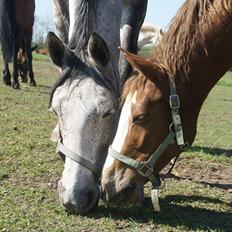 Welsh Partbred (Sec F) Liezelshof Benji - R.I.P