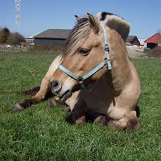 Fjordhest laybourns pink cleo