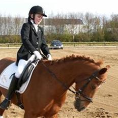 Hollandsk Sportspony Jannus *Solgt*