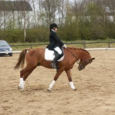 Hollandsk Sportspony Jannus *Solgt*