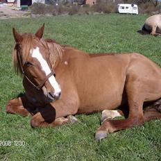 Dansk Varmblod stærebogårds ayla *SOLGT*