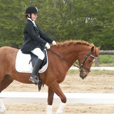 Hollandsk Sportspony Jannus *Solgt*