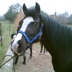 Anden særlig race Black Beauty (SOLGT)