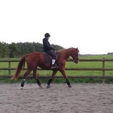 Dansk Varmblod stærebogårds ayla *SOLGT*