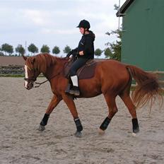 Dansk Varmblod stærebogårds ayla *SOLGT*