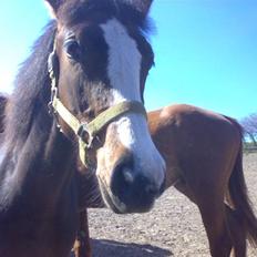 Dansk Varmblod Bridini