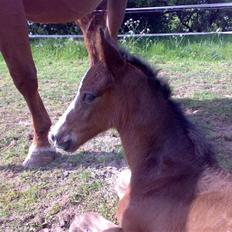 Dansk Varmblod Bridini