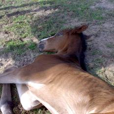 Dansk Varmblod Bridini