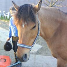 Anden særlig race Bonnie 