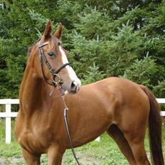 Anden særlig race Donna Shakira- SOLGT..