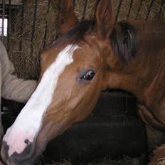 Anden særlig race Donna Shakira- SOLGT..