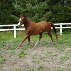 Anden særlig race Donna Shakira- SOLGT..