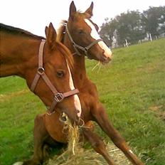 Anden særlig race Manifique Eto'o- SOLGT