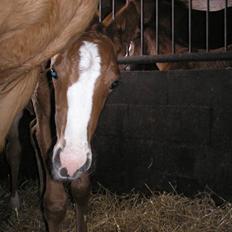 Anden særlig race Manifique Eto'o- SOLGT