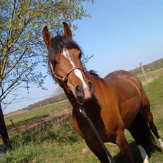 Anden særlig race Miss caya