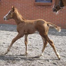 Anden særlig race Manifique Eto'o- SOLGT